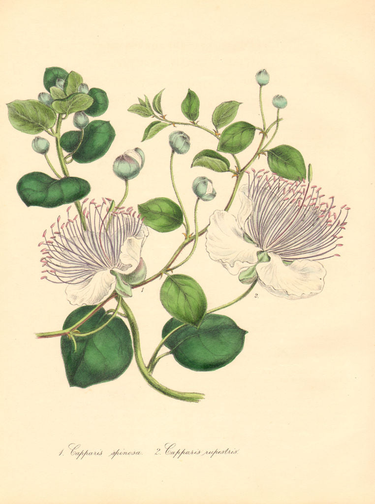 PLANTAE UTILIORES. Common & Rock Caper (Capparis spinosa/rupestris).BURNETT 1842